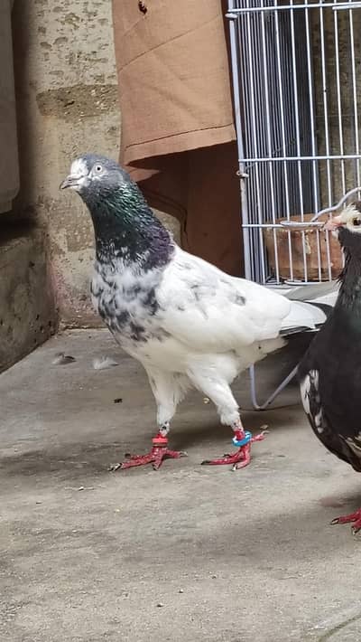 kabli pigeon