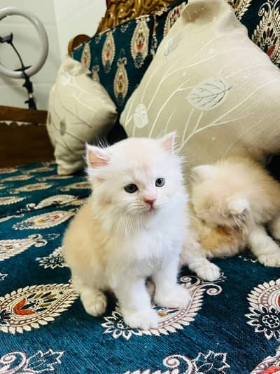 Persian kittens. Whatapp//037046///02354