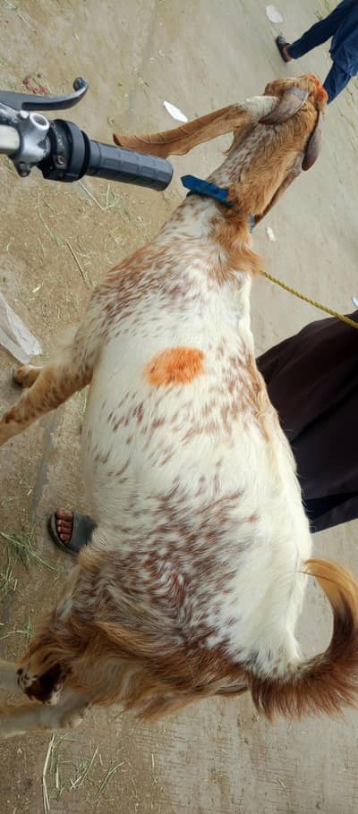 Rajan pori bakri for sale 0/3/2/5/6/3/6/5/8/7/3