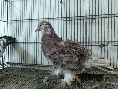 frill back/backfrill male for sale