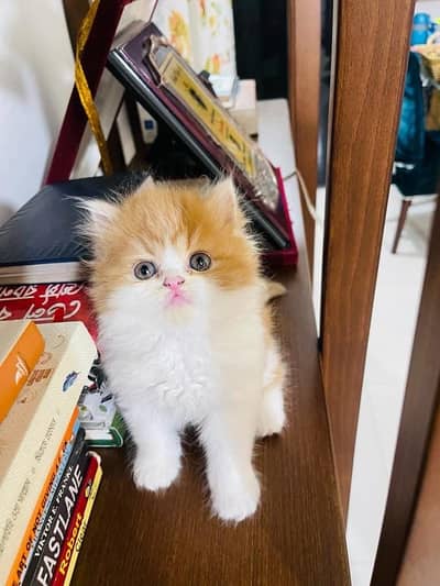 Persian kittens. Whatapp//037046///02354