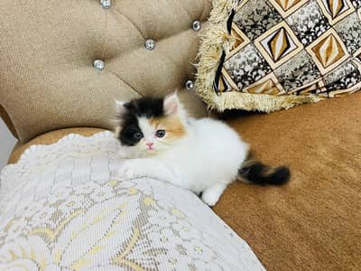 Persian kittens. Whatapp//037046///02354