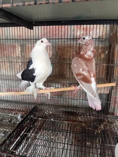 2 breeder female