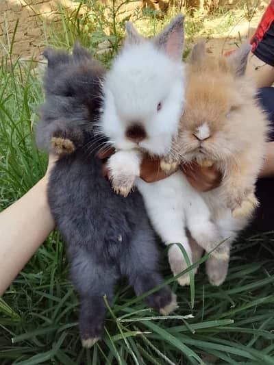 Fancy Rabbit /loops /Hotot /Teddy Holand ,Newzeland_American | Bunnie