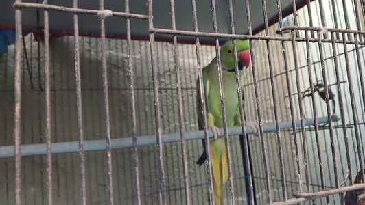 ringneck breeder pair for sale best quality breeder pair