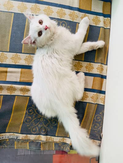 Pure white Persian