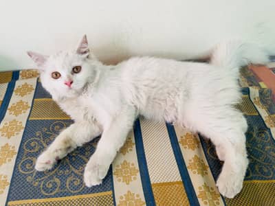 Pure white Persian