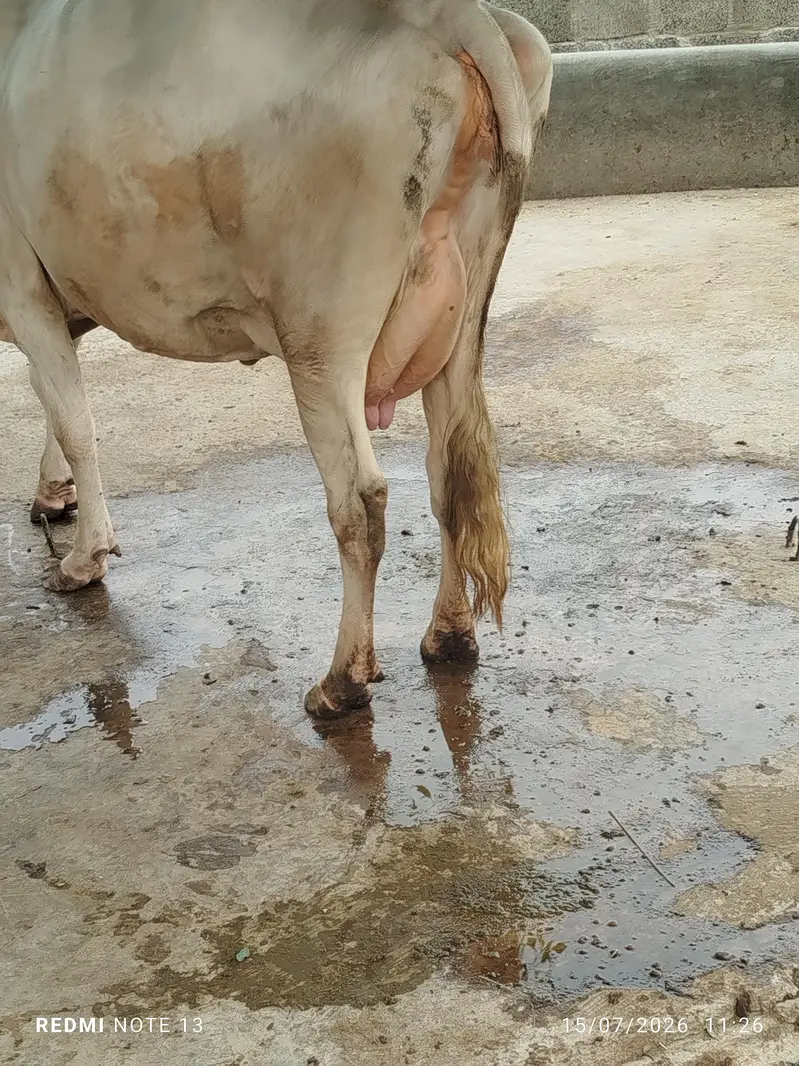 دوسرا سوا فریزین کراس پیچھے بچھڑی ایک ماہ کی سوئ ہوئ — photo 3