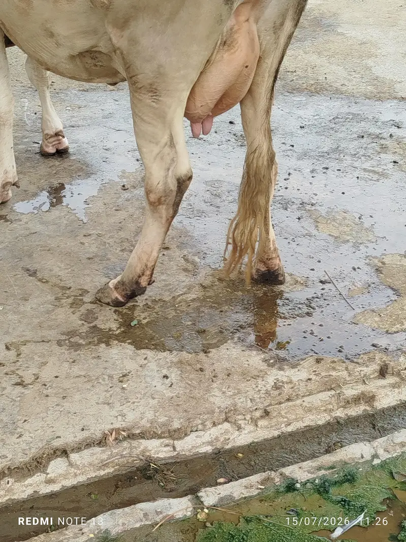 دوسرا سوا فریزین کراس پیچھے بچھڑی ایک ماہ کی سوئ ہوئ — photo 4