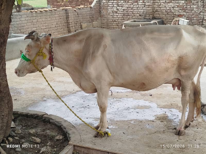 دوسرا سوا فریزین کراس پیچھے بچھڑی ایک ماہ کی سوئ ہوئ 4