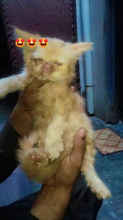 Persian kittens