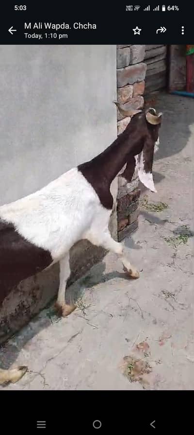 bakri 0322=42=21=431. .