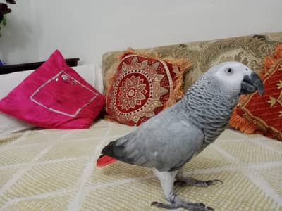 African Grey parrot