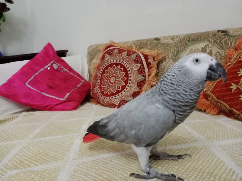 African Grey parrot 0
