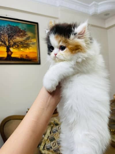 Persian kittens. Whatapp//037046///02354