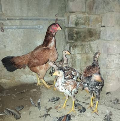 Aseel Maadi with chicks