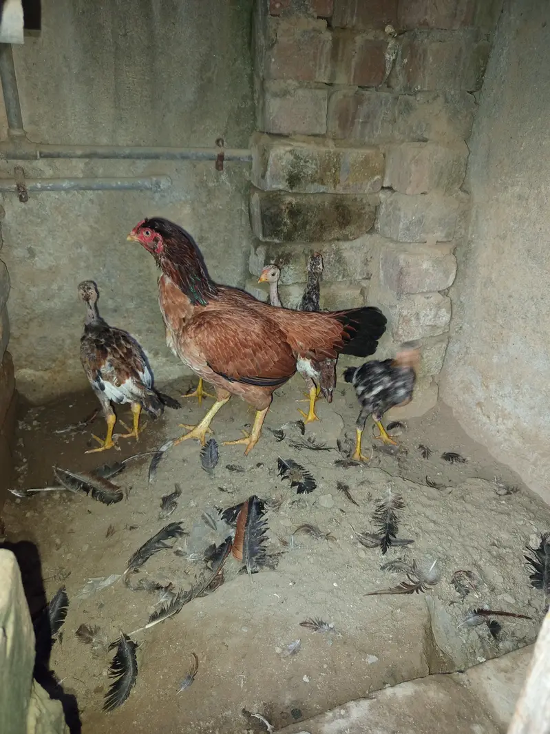 Aseel Maadi with chicks — photo 2