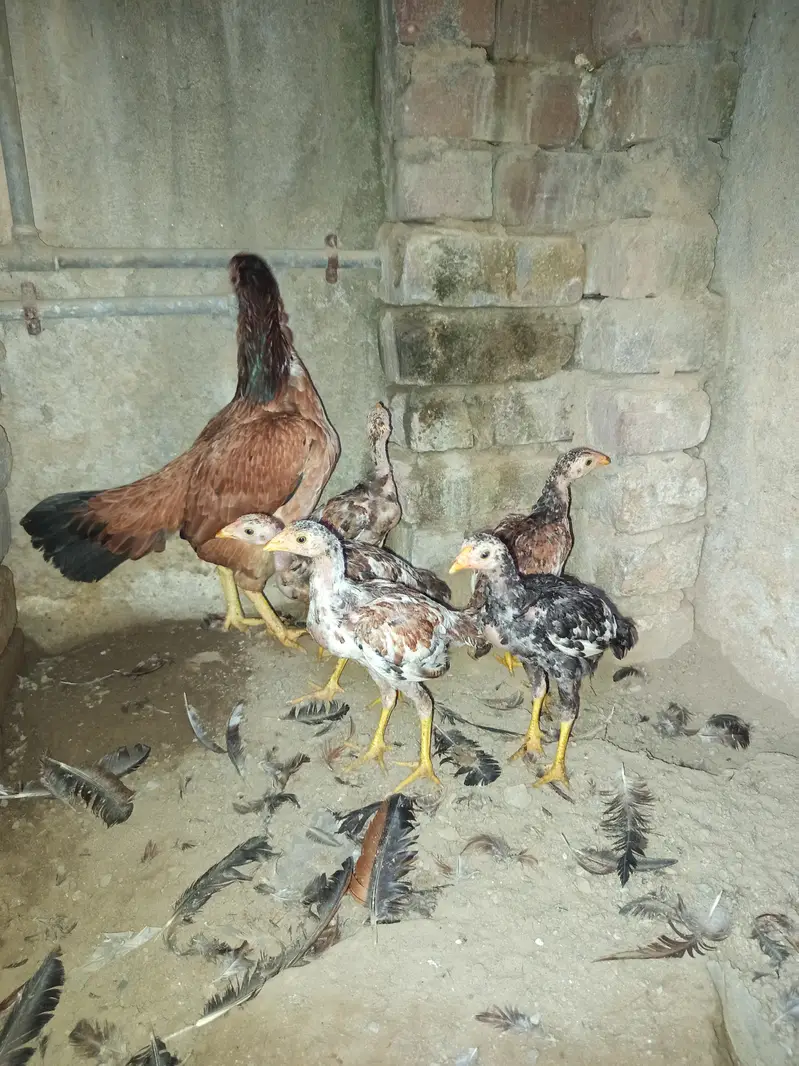 Aseel Maadi with chicks — photo 3