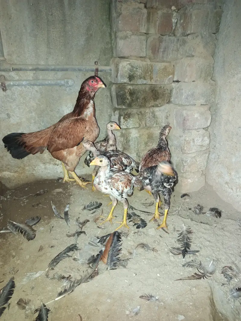 Aseel Maadi with chicks — photo 4