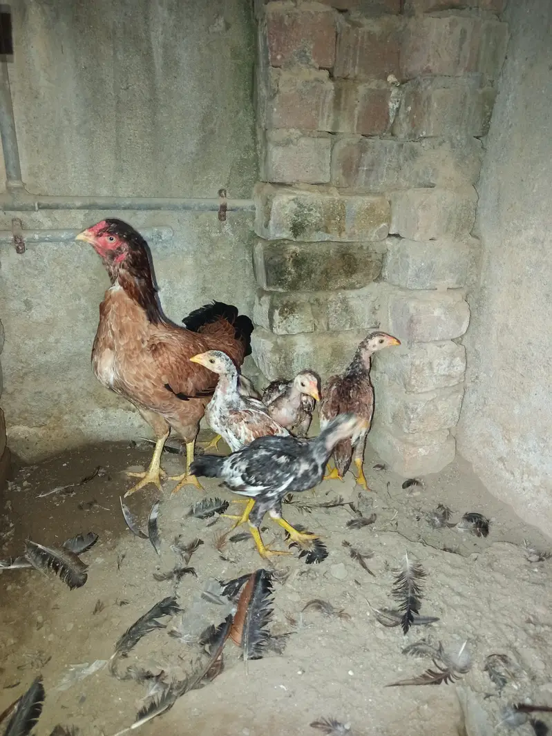 Aseel Maadi with chicks — photo 5