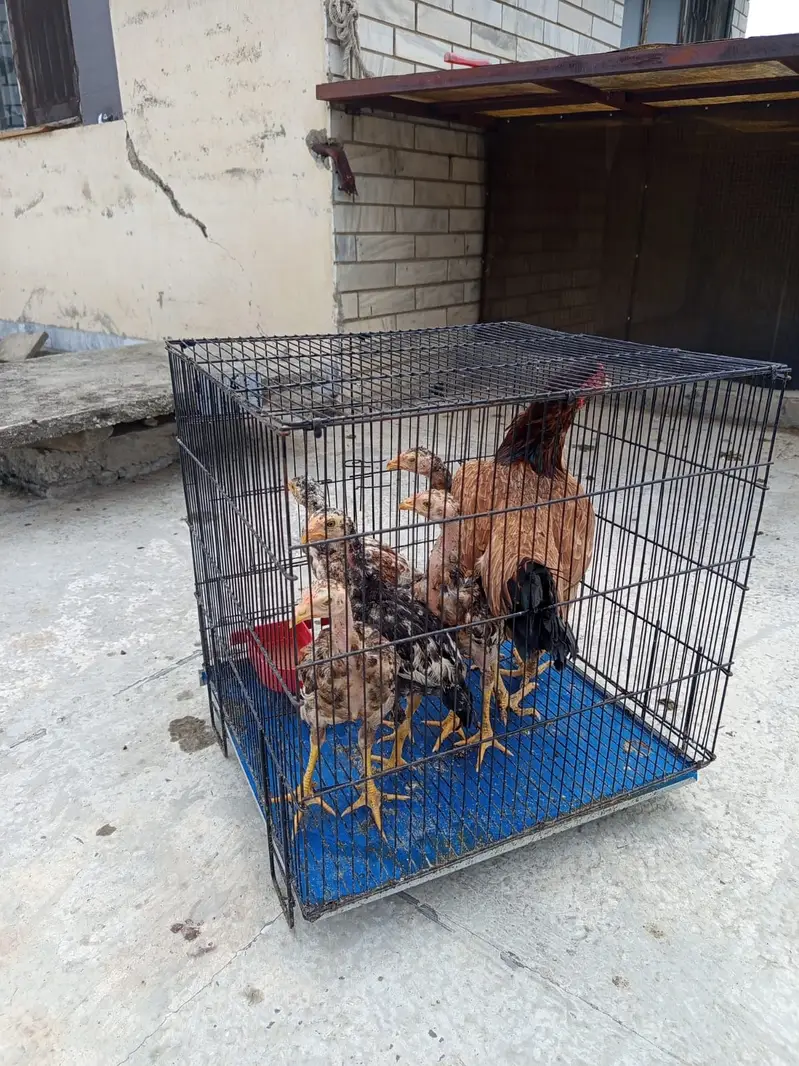 Aseel Maadi with chicks — photo 6