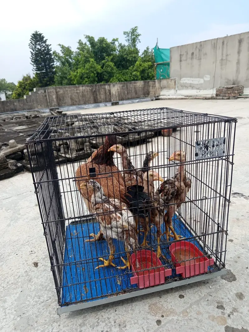 Aseel Maadi with chicks — photo 7