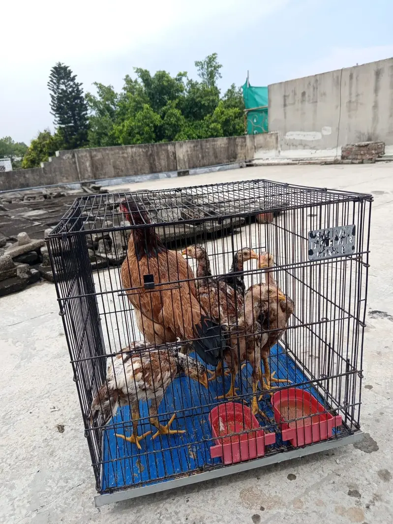 Aseel Maadi with chicks — photo 8