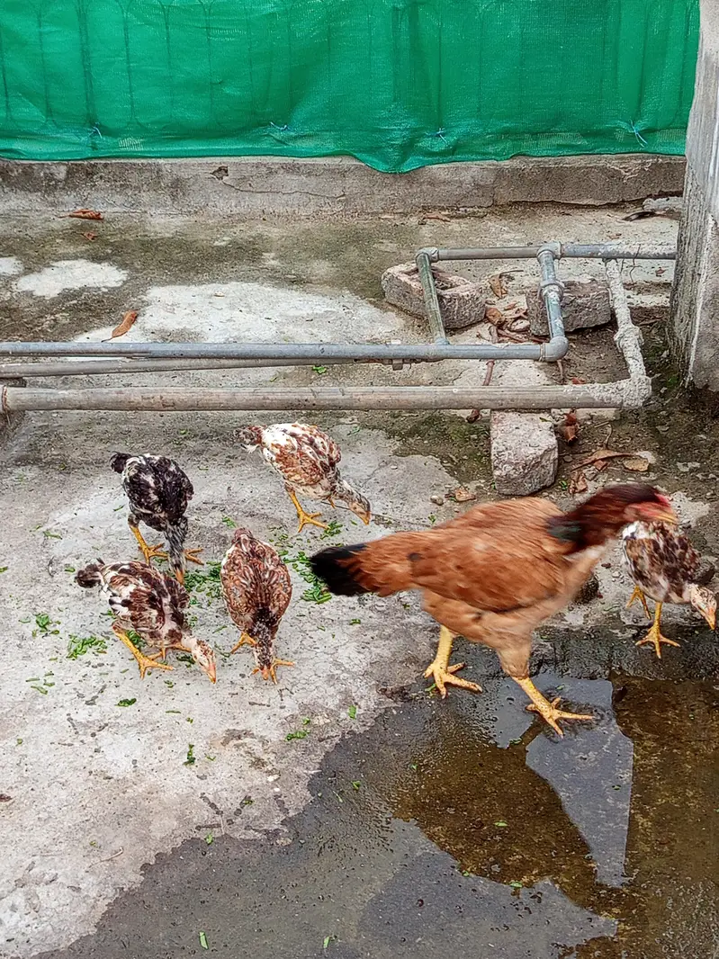 Aseel Maadi with chicks — photo 9