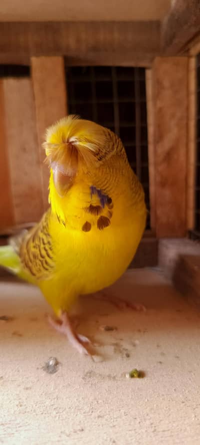 Crusted king size breeder male