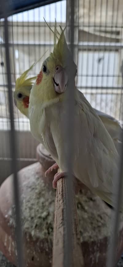 creamino cockatiel