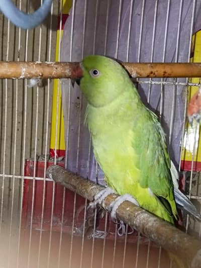 Green parrot