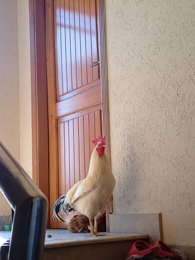 Desi murgian / Desi Murga and Desi murgian / Hens