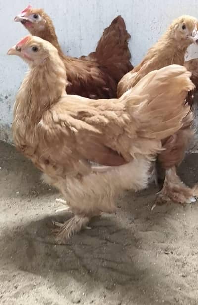 gold buff female