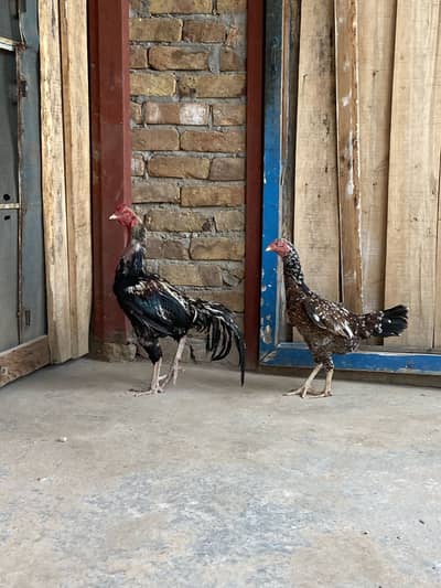 Aseel pair for breeding for sale