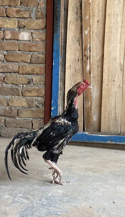 Aseel pair for sale