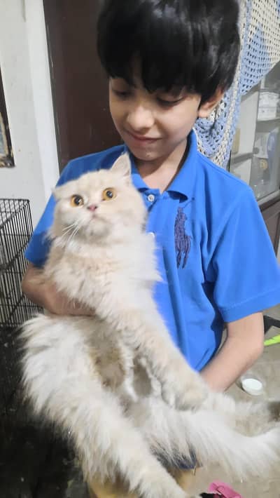 pesrian cat in grey white colour