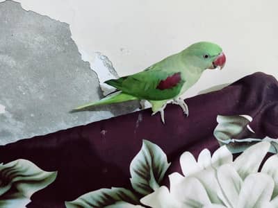 raw Perrot female