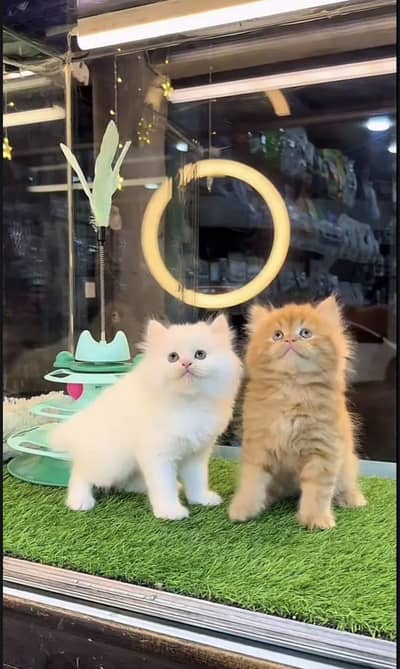 Persian kittens. Whatapp//037046///02354