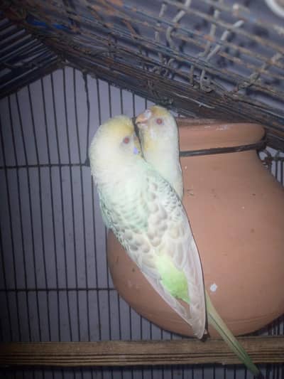 healthy and active budgies in reasonable price for sell. . . . .