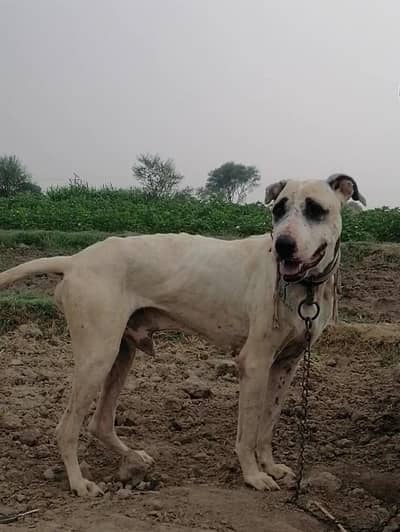 bully male dog for sale