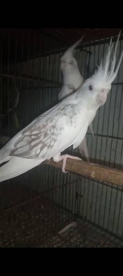 vpaid cocktail breeder Pair 3 chiks average available
