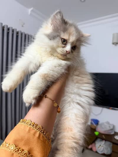 Persian kittens. Whatapp//037046///02354
