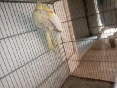Cockatiel for sell in karachi