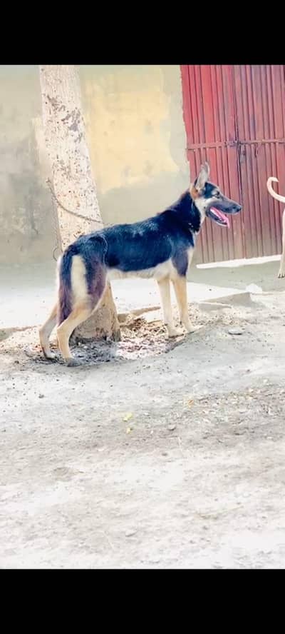 gsd breeder female available