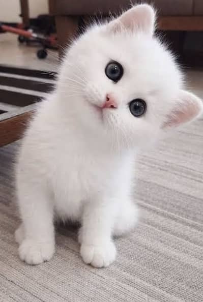 Persian kittens. Whatapp//037046///02354