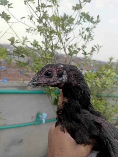 Black Dragon pathi for sell