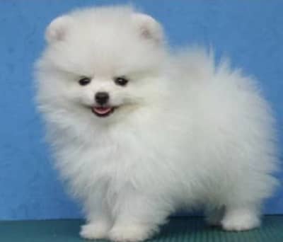 Pomeranian puppies 0313*93*63*417