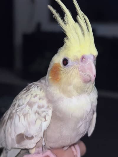 Cocktail handtamed