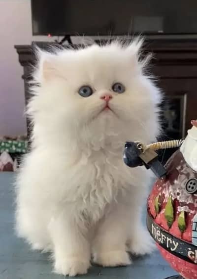 Persian kittens. Whatapp//037046///02354