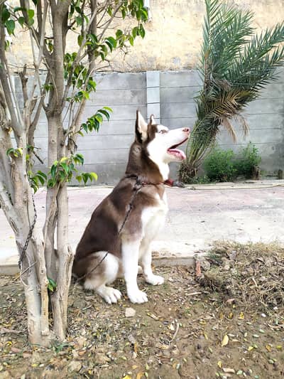 pure Siberian husky available for stud